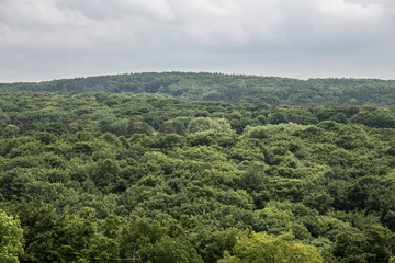 Fototapeta na wymiar Bewaldung im Ruhrgebiet in Witten