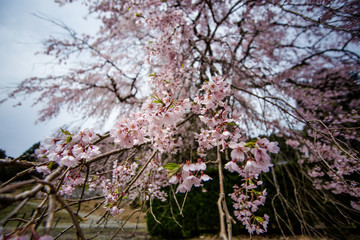 桜