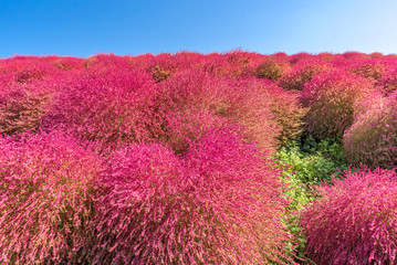 Kochia and cosmos filed Hitachi Ibaraki Japan