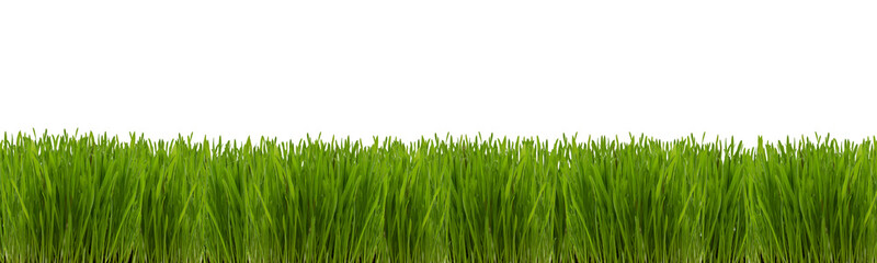 Wheatgrass plant on a white background. Isolated panorama.