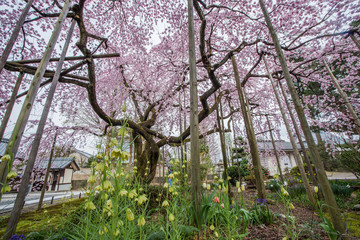 桜