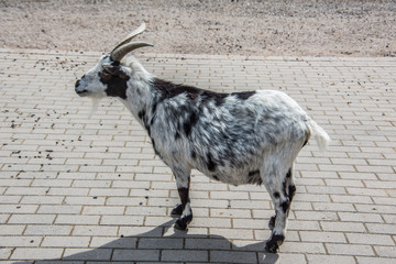 Hausziegen in der Landwirtschaft