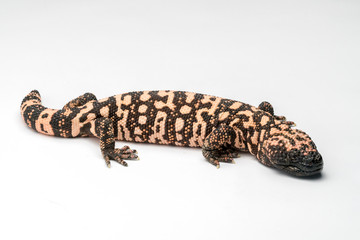Gila Monster Isolated on White Paper Background
