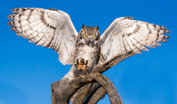 Great Horned Owl Stock Photo | Adobe Stock