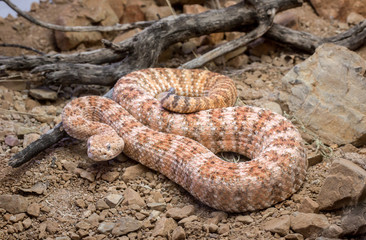 Speckled Rattlesnake on Ground with Rocks and Sticks