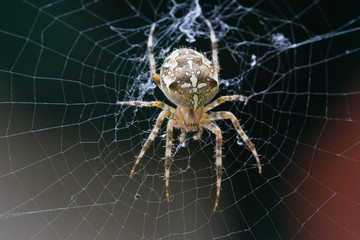 macro of a garden spider on it's cobweb with neutral background