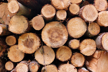 A Pile of Timber