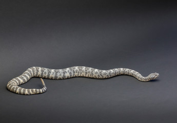 Rattlesnake on Black Background