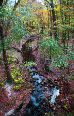 Creek through the woods