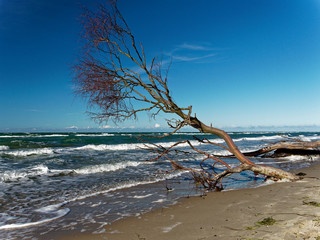 Dar&szlig;er Weststrand, Nationalpark Vorpommersche Boddenlandschaft, Mecklenburg Vorpommern, Deutschland