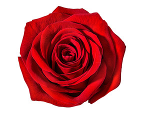 Fresh beautiful red rose isolated on white background with clipping path