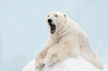 Белый медведь зевает.