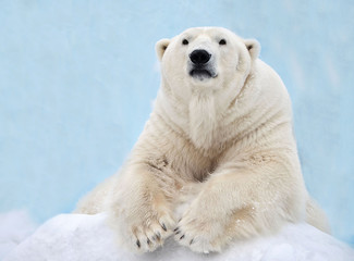 Naklejka na ściany i meble Белый медведь лежит на снегу.