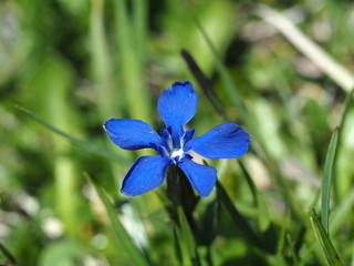 Frühlings-Enzian, eine kräftig blau blühende Alpenblume