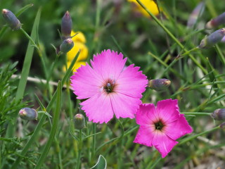 Steinnelke, eine rot violette Alpenblume