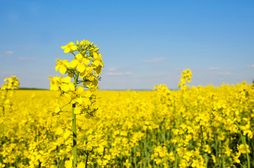 Fabulous spring landscape with flowers of rape middle of the field