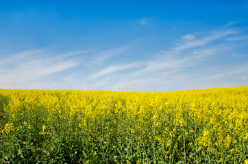 Bright cheerful spring landscape with yellow rape field