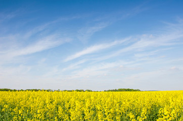 Obraz premium Bright cheerful spring landscape with yellow rape field against the sky with bands of clouds
