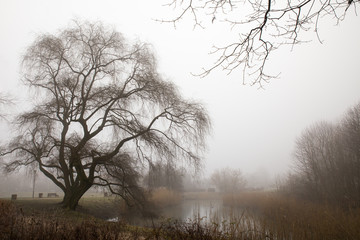 Zima w zamglonym parku