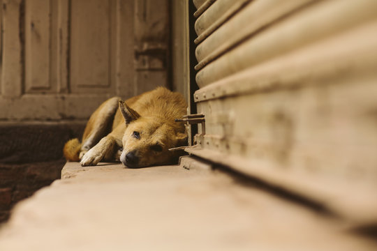 Dog sleeping in Nepal.