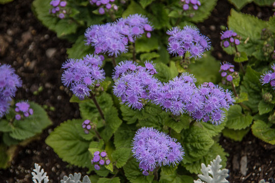 Leberbalsam mit blauen Blüten