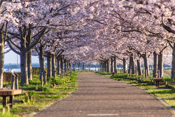 桜並木