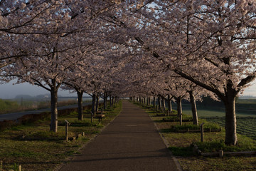桜並木