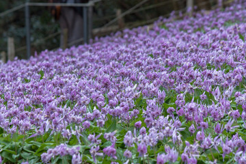 Fototapeta premium カタクリの花