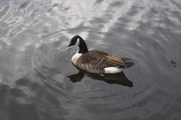 Goose on water