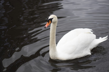 Swan On Water 
