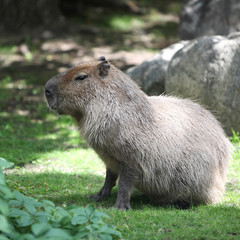 Animals - Huge Capybara against the background of the nature