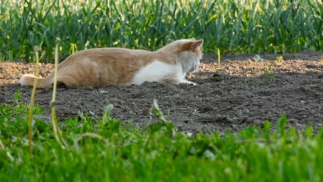 The cat lies on the ground