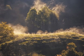 beautiful light on the fog with tree and grass in the sunrise