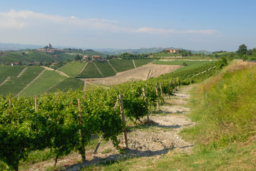 Fototapeta premium A view of vineyards in the Langhe, Piedmont - Italy