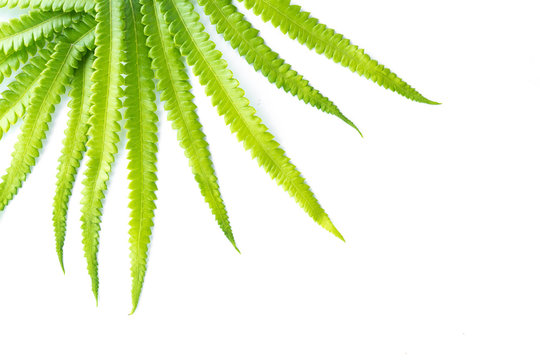 green leaves of fern isolated on white