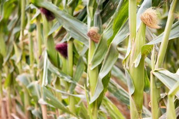 Closed up of organic corn filed background