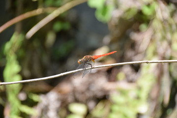 Orange Skimmer dragonfly (Orthetrum testaceum), Ubud, Bali, Indonesia