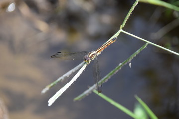 Swampwatcher dragonfly (Potamarcha congener), Ubud, Bali, Indonesia