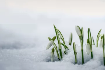 Foto auf Glas Schneeglöckchen im Schnee © Sieblnpower