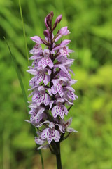 Wilde Orchidee