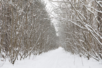 Winter landscape snow covered expanses. A park in the winter in 