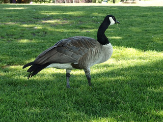 Beautiful lovely ducks in Portland centre park
