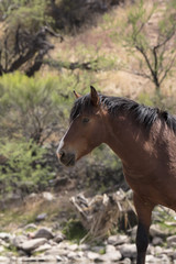 Obraz premium Wild Horses