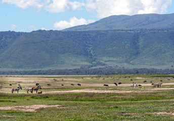 Fototapeta na wymiar Zebra and Wildebeest Grazing on Ngorongoro Crater