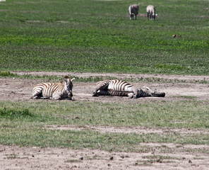 Zebras At Rest