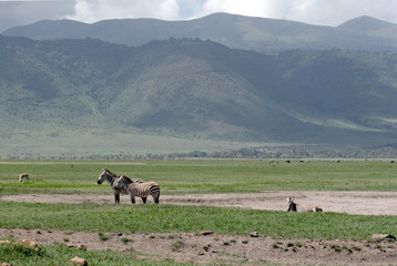 Ngorongoro Zebras