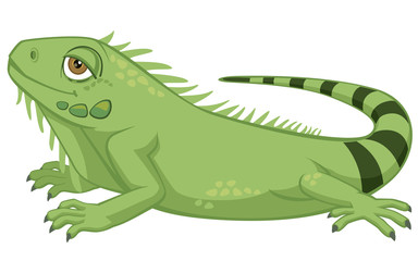 Cute Detailed Pet Iguana Cartoon Style Vector Illustration Isolated on White