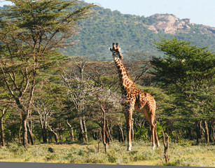 Male Masaii Giraffe