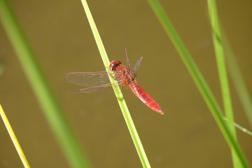 Broad Scarlet dragonfly, Gran Canaria, Spain