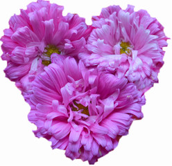 three pink (lilac) asters in the form of heart isolated on white background